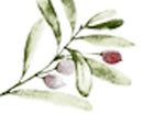 Der Stoff Musselin Zweige grün rot auf Weiß BLU SSS115 von KraftKids zeigt ein Aquarelldesign aus grünen Zweigen mit zwei hellvioletten und einer roten Beere, das zeitlose Eleganz auf einem strahlend weißen Hintergrund zeigt.